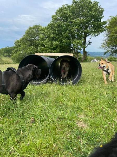 Vale View Dog Playing Field in Pentyrch, Cardiff